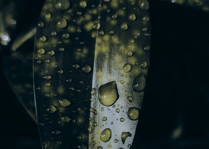 Green leaf on water surface showing purity and natural balance